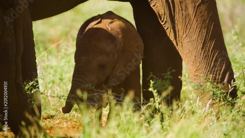 Close up of elephant family with a newborn baby elephant in South Africa.