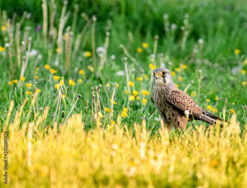 Bild auf Leinwand kestrel hunting on the grass