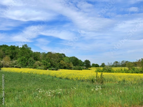 Wide landscape shot of a bright yellow canola field in full bloom, bordered by a lush green deciduous forest. A grassy meadow with small white wildflowers sits in the foreground. 