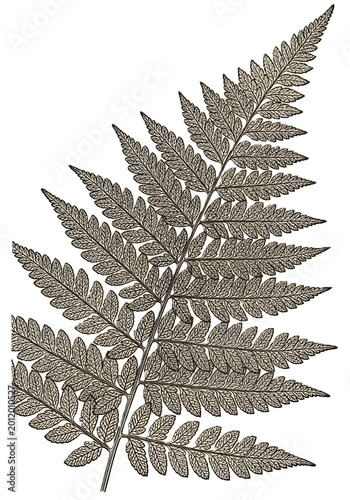19th Century Botanical Copperplate Engraving Pressed Fern Leaves Scientific Illustration Transparent Background