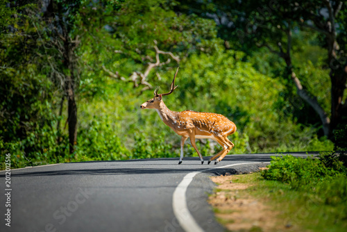 Fotografie Chital also called spotted deer and axis deer
