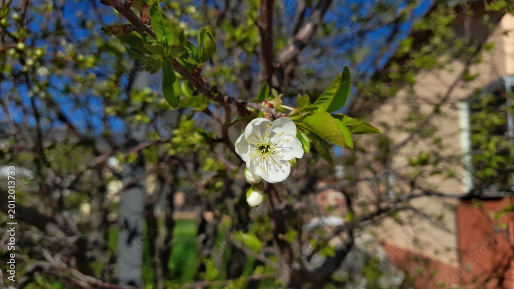 Fototapeta premium Close-up of white cherry blossom flower on a branch with green leaves against a sunny blue sky background.