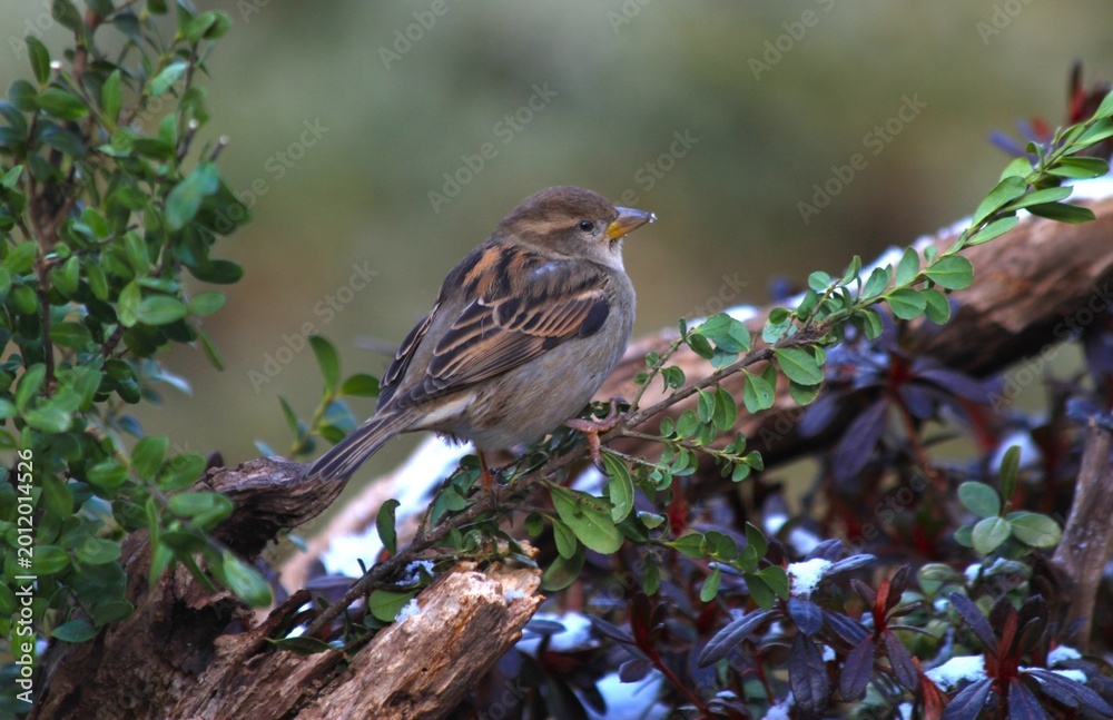 Fototapeta premium White-throated Sparrow