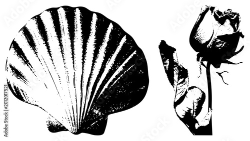 Stylized sea death rose in gritty halftone. Evokes coastal melancholy, romantic decay ideal for tattoo flash or gothic branding.