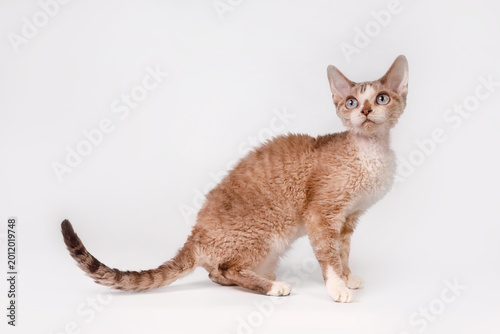 Photography Side profile of a beautiful Devon Rex cat with curly fur and striking blue eyes on a white background