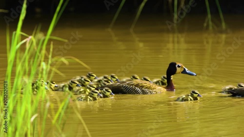 A family of white-faced whistling ducks (Dendrocygna viduata) floating in a lake in south africa.