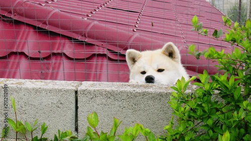 White Akita Inu dog peeking over a concrete wall. Red roof and wire fence in background. Curious pet looking at camera in backyard. Japanese breed, fluffy domestic animal, outdoor setting.