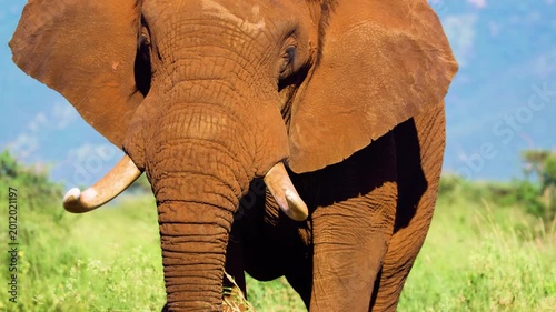 Footage of an African elephant (Loxodonta africana) Walking while eating grass at sunset time in south africa.