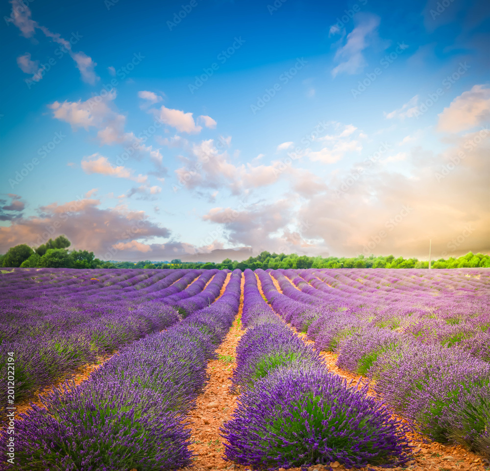 Fototapeta premium Lavender flowers field rows at summer sunset, Provence, France