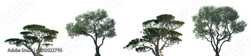 Photos Set of Ficus concinna and Ficus microcarpa frontal set street trees isolated png