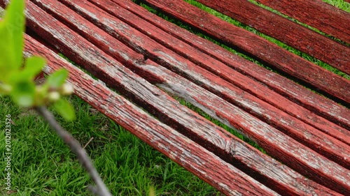 Old wooden bench with cracked red paint in spring garden. Blooming cherry trees with white flowers in background. Vintage texture, park scenery, seasonal transformation, nostalgic atmosphere.