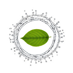 Green flower with white floral pattern border vector icon isolated on white background, Vector