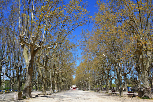 Tree-lined avenue in historic Sommières, France