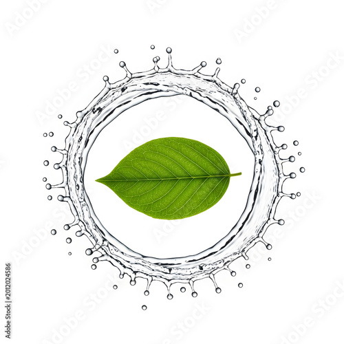 Green flower with white floral pattern border vector icon isolated on white background, Vector