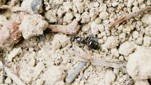 Black ant and small beetles on dry sandy soil. Close up of sea shells embedded in ground. Natural textures of earth, insects in habitat, macro biology and paleontological details.