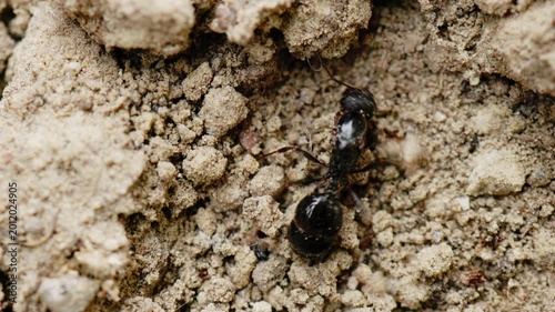 Black ant and small beetles on dry sandy soil. Close up of sea shells embedded in ground. Natural textures of earth, insects in habitat, macro biology and paleontological details.