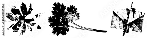 Three stylized herb illustrations cilantro/coriander/“Chinese parsley” in high contrast black with halftone and torn edge effects. Central sprig shows vein detail flanking designs shatter into ab