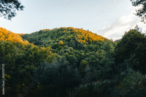forested mountain landscape with sunlight hitting treetops creating warm contrast over dense green woodland under clear sky