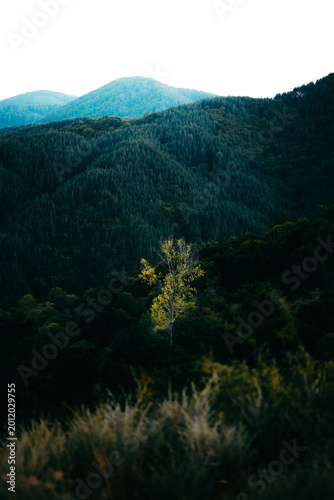 Lone tree illuminated among dense forest and mountain hills, dramatic natural spotlight effect with soft light and depth, conceptual landscape symbolizing individuality, contrast, and nature beauty.