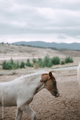 A young foal walking peacefully in a rural countryside setting with soft earthy tones and a cloudy sky. The image captures natural animal behavior, innocence, and calmness in an open landscape.