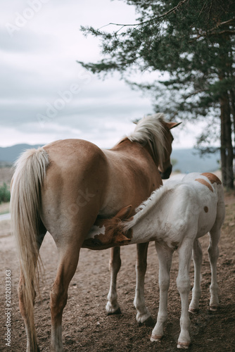 A tender moment of a mare feeding her young foal in a quiet rural landscape. The scene captures natural animal behavior, motherhood, and connection in a serene outdoor environment with soft natural li