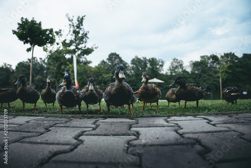 Group of ducks walking toward the camera on a paved path in a park, captured from a low angle perspective. Natural wildlife behavior in an urban green space with soft background blur and cloudy sky, c