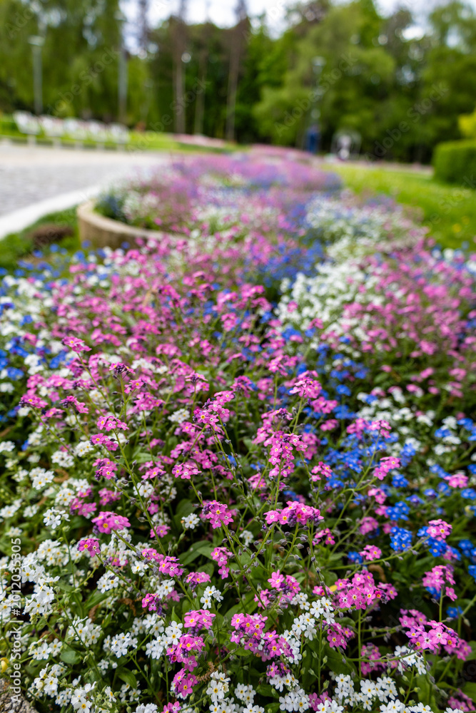 Fototapeta premium Colorful Flower Garden