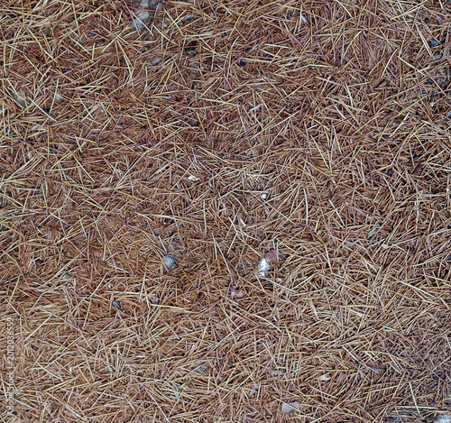 pine needles background