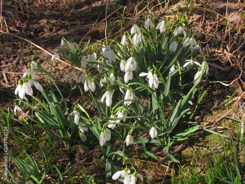 A cluster of fresh white snowdrop flowers growing in the soil during early spring