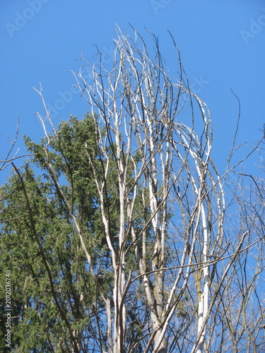 Detailed bare branches of a dry tree reaching into a bright clear blue sky