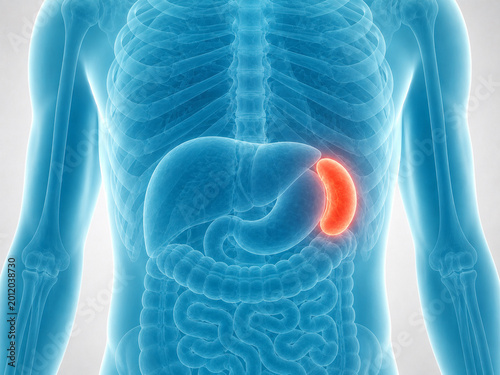 3D medical illustration of a glowing spleen inside a translucent human body.