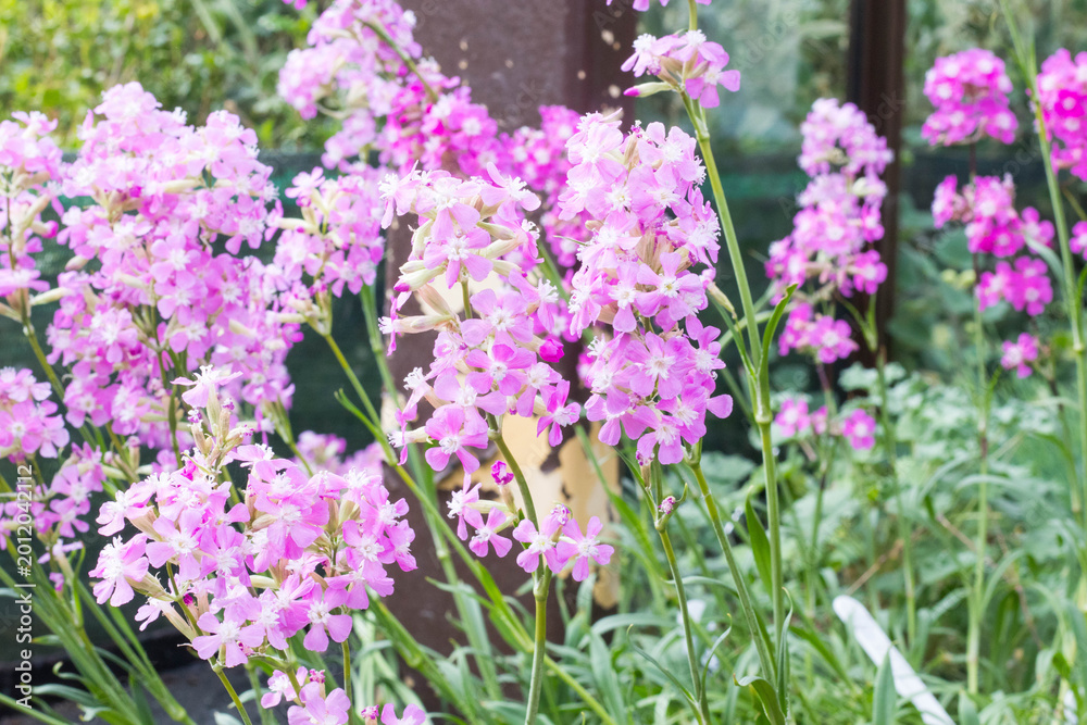 Obraz premium The sticky catchfly (Viscaria vulgaris) or clammy campion