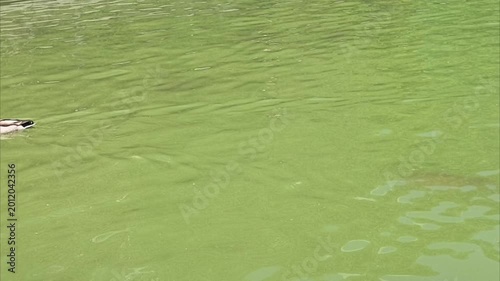 Wild ducks swimming in an artificial lake.