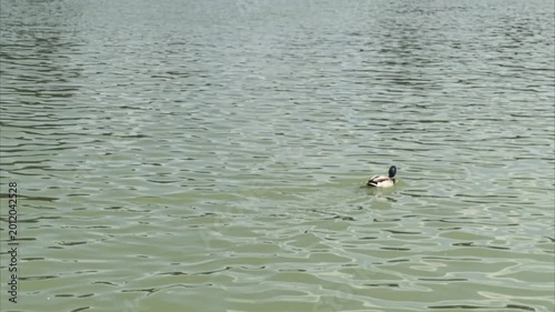 Wild ducks swimming in an artificial lake.