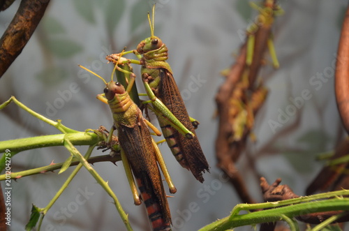 Картината върху платно Giant Locust