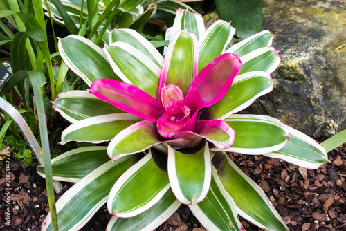 Photos Neoregelia bromeliad