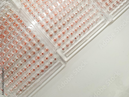 Photos Multi-well assay plate with chemical analysis results, scientific experiment data for biochemical research and laboratory testing