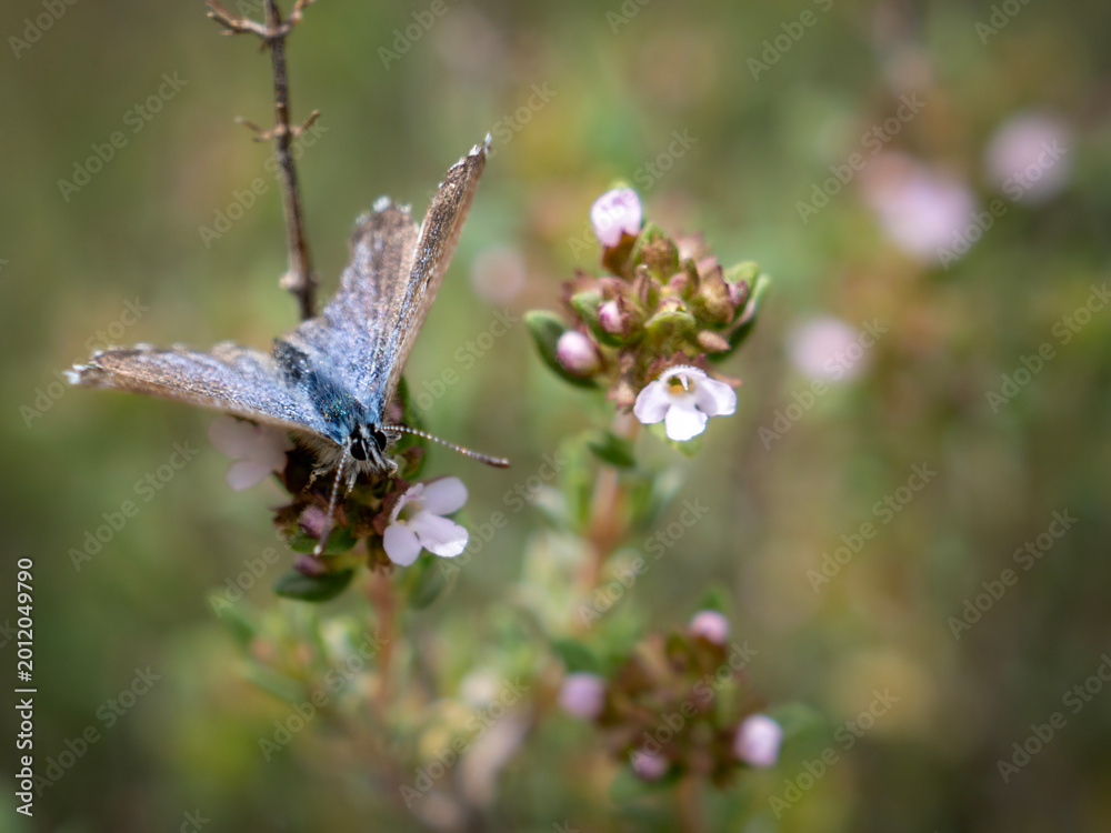 Fototapeta premium Butterflies flying freely among the plants