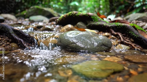 Clear Forest Stream Flowing Over Rocks in Lush Greenery.