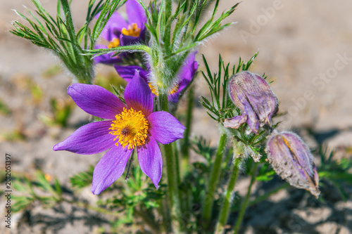 фотографія Close up purple flower with yellow center on sandy ground