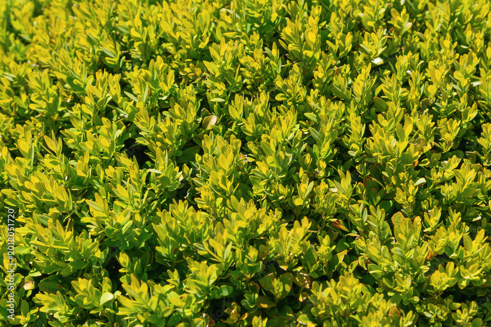 Obraz premium Dense golden green shrub foliage covering garden ground. Buxus microphylla, the Japanese box