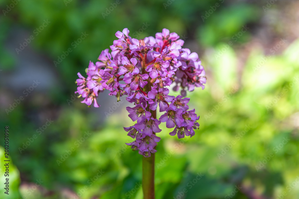 Fototapeta premium Pink flower cluster blooming on single green stem garden. Bergenia crassifolia, heartleaf bergenia