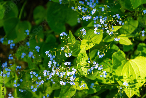Cluster of small blue wildflowers blooming in leafy understory. Brunnera macrophylla, the Siberian bugloss