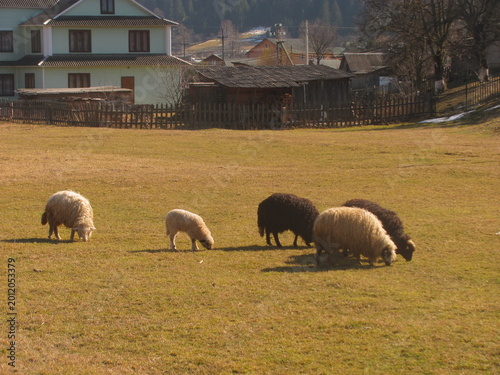 A small flock of white and black sheep grazing in a field outside a village