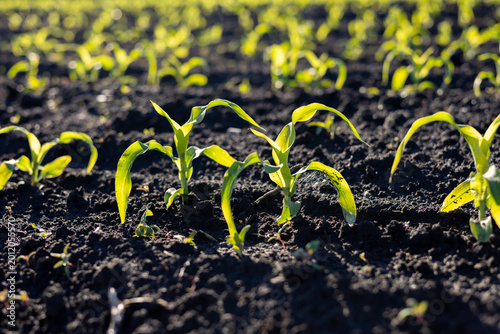 Corn sprouts emerge from dark soil in a field as sunlight shines down on them during spring
