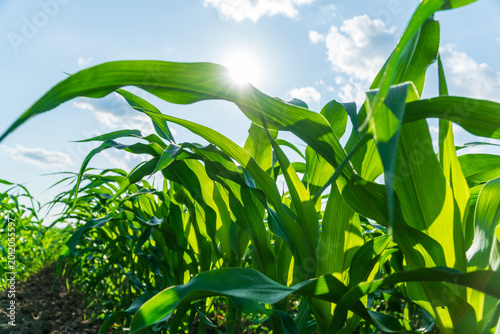 Corn plants rise in a field with sunlight shining on the leaves and clouds visible overhead during a sunny day