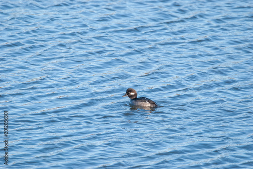 Bufflehead on the water