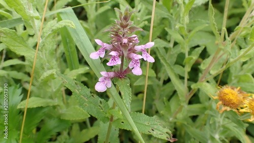 Foto Vibrant Purple Marsh Woundwort Blossoms in Wetland Vegetation