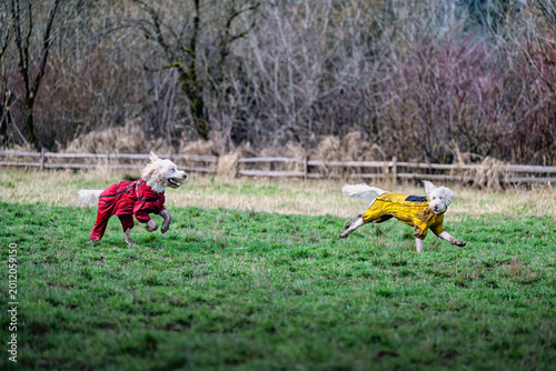 2025-03-15 TWO DOODLES RUNNING AND CHASING BOTH WEARING A COLORFUL JACKET AT THE OFF LEASH DOG PARK AT MARYMOOR IN REDMOND WASHINGTON