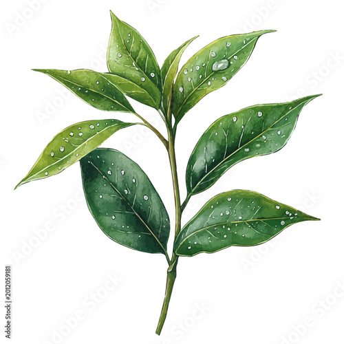 Fotografía Dewy Green Spring Leaves, soft and charming watercolor, isolated on a white background, delicate and elegant style
